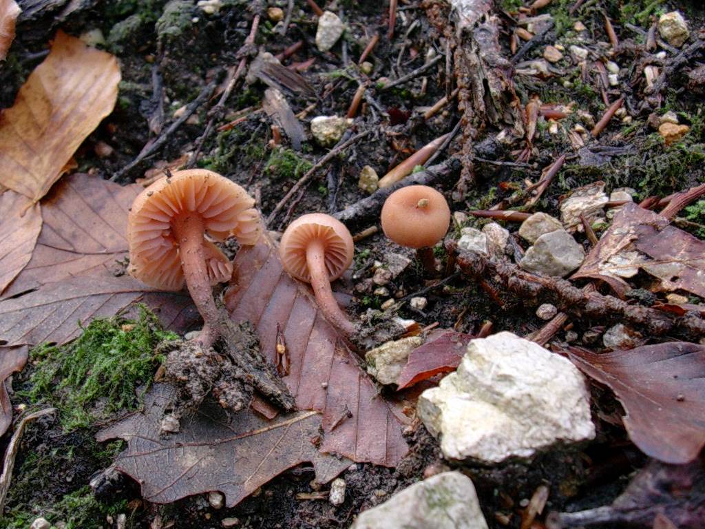 1202 Dicembre vecchio ritrovamento